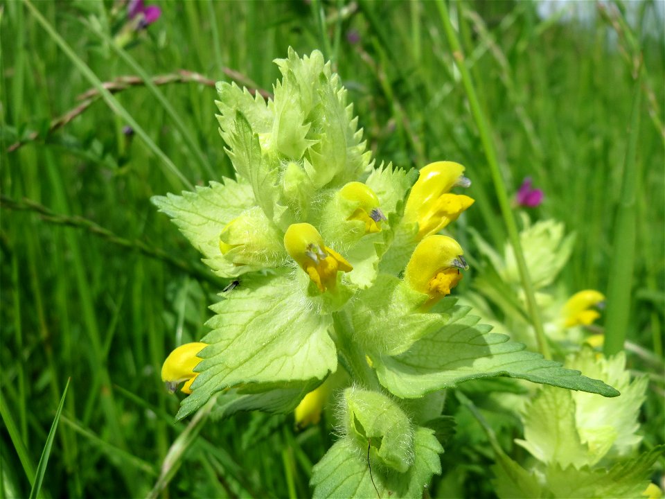 Zottiger Klappertopf (Rhinanthus alectorolophus) in den Horststückern im Landschaftsschutzgebiet „Hockenheimer Rheinbogen“