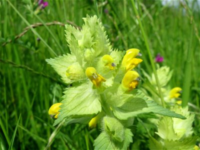 Zottiger Klappertopf (Rhinanthus alectorolophus) in den Horststückern im Landschaftsschutzgebiet „Hockenheimer Rheinbogen“