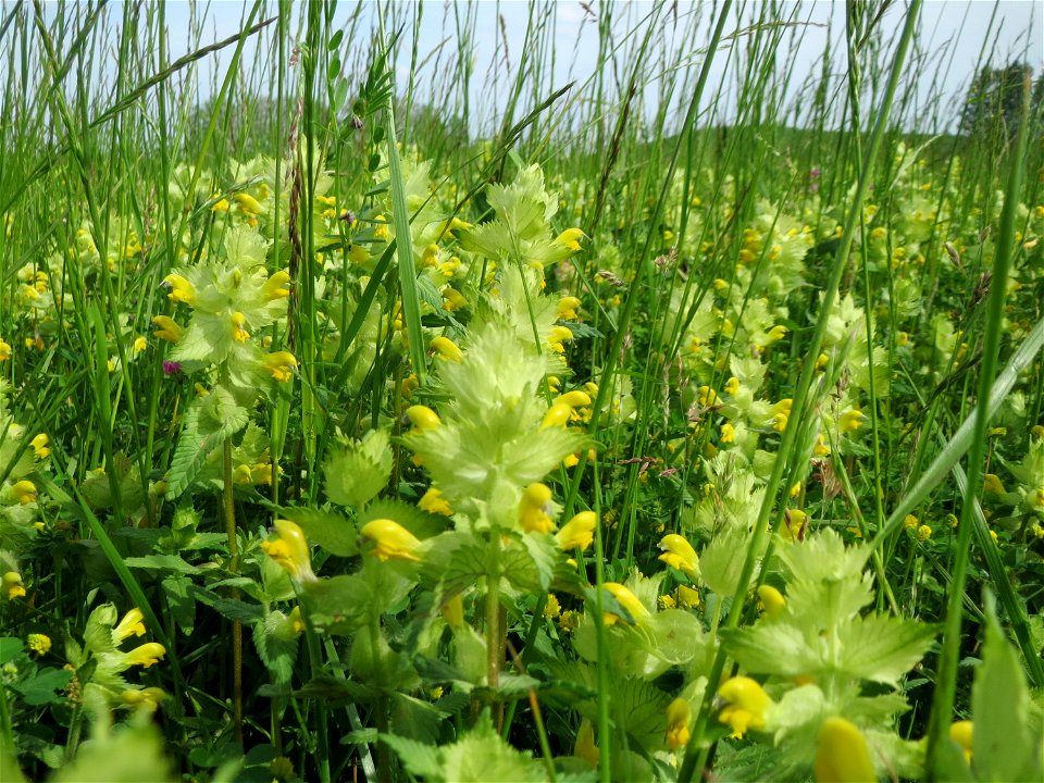 Zottiger Klappertopf (Rhinanthus alectorolophus) in den Horststückern im Landschaftsschutzgebiet „Hockenheimer Rheinbogen“