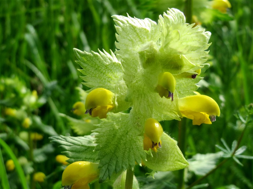 Zottiger Klappertopf (Rhinanthus alectorolophus) im Landschaftsschutzgebiet „Hockenheimer Rheinbogen“
