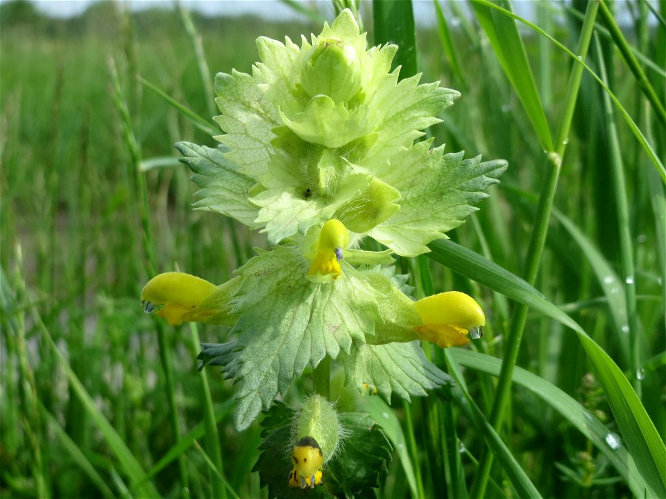 Zottiger Klappertopf (Rhinanthus alectorolophus) im Landschaftsschutzgebiet „Hockenheimer Rheinbogen“