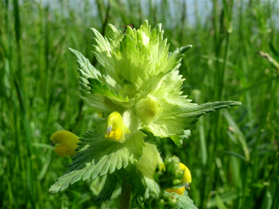 Zottiger Klappertopf (Rhinanthus alectorolophus) im Naturschutzgebiet „Bachwiesen/Leopoldswiesen“ im Landschaftsschutzgebiet „Hockenheimer Rheinbogen“