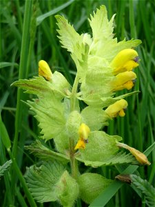 Zottiger Klappertopf (Rhinanthus alectorolophus) im Naturschutzgebiet „Karl-Ludwig-See“ im Landschaftsschutzgebiet „Hockenheimer Rheinbogen“