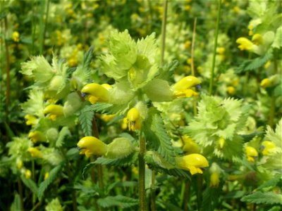 Größerer Bestand vom Zottigen Klappertopf (Rhinanthus alectorolophus) im Naturschutzgebiet „Karl-Ludwig-See“ im Landschaftsschutzgebiet „Hockenheimer Rheinbogen“