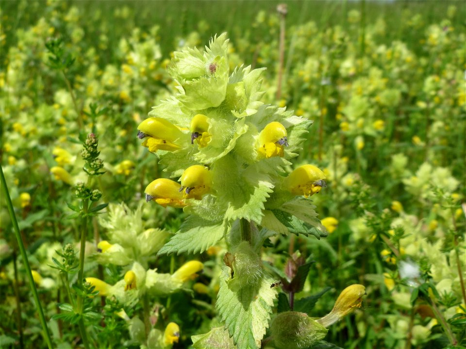 Größerer Bestand vom Zottigen Klappertopf (Rhinanthus alectorolophus) im Naturschutzgebiet „Karl-Ludwig-See“ im Landschaftsschutzgebiet „Hockenheimer Rheinbogen“