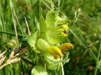 Zottiger Klappertopf (Rhinanthus alectorolophus) im Landschaftsschutzgebiet Hockenheimer Rheinbogen