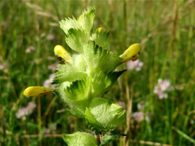 Zottiger Klappertopf (Rhinanthus alectorolophus) bei Nußloch