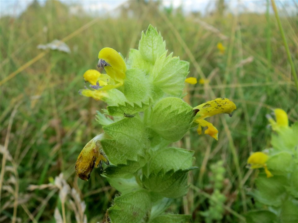 Zottiger Klappertopf (Rhinanthus alectorolophus) im Landschaftsschutzgebiet Hockenheimer Rheinbogen