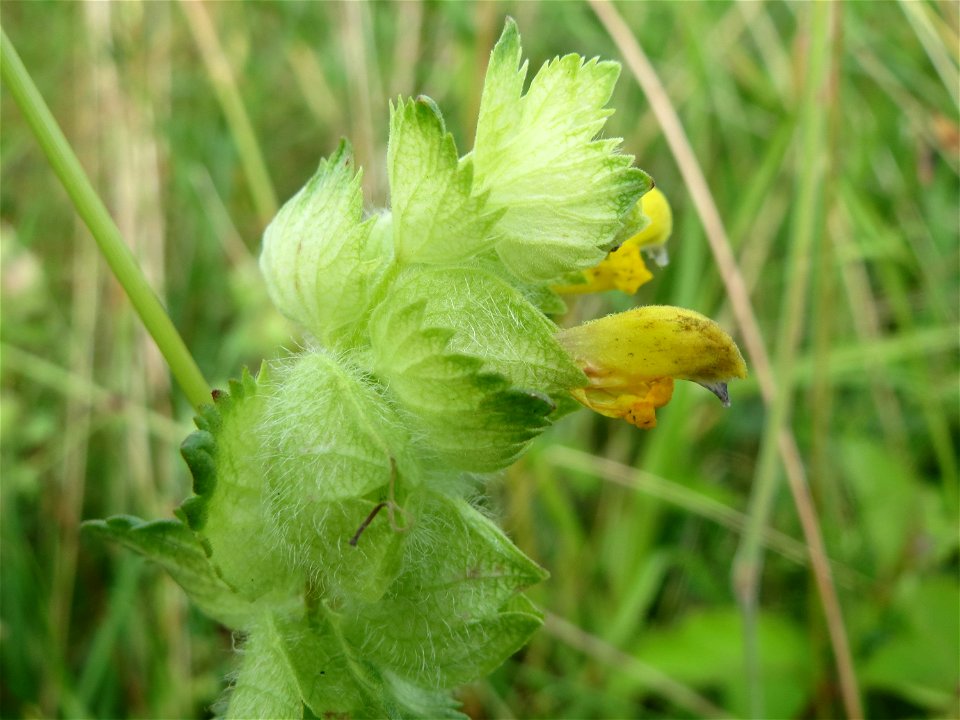 Zottiger Klappertopf (Rhinanthus alectorolophus) im Landschaftsschutzgebiet Hockenheimer Rheinbogen