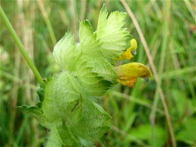 Zottiger Klappertopf (Rhinanthus alectorolophus) im Landschaftsschutzgebiet Hockenheimer Rheinbogen