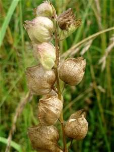 Fruchtstand vom Zottigen Klappertopf (Rhinanthus alectorolophus) im Landschaftsschutzgebiet Hockenheimer Rheinbogen