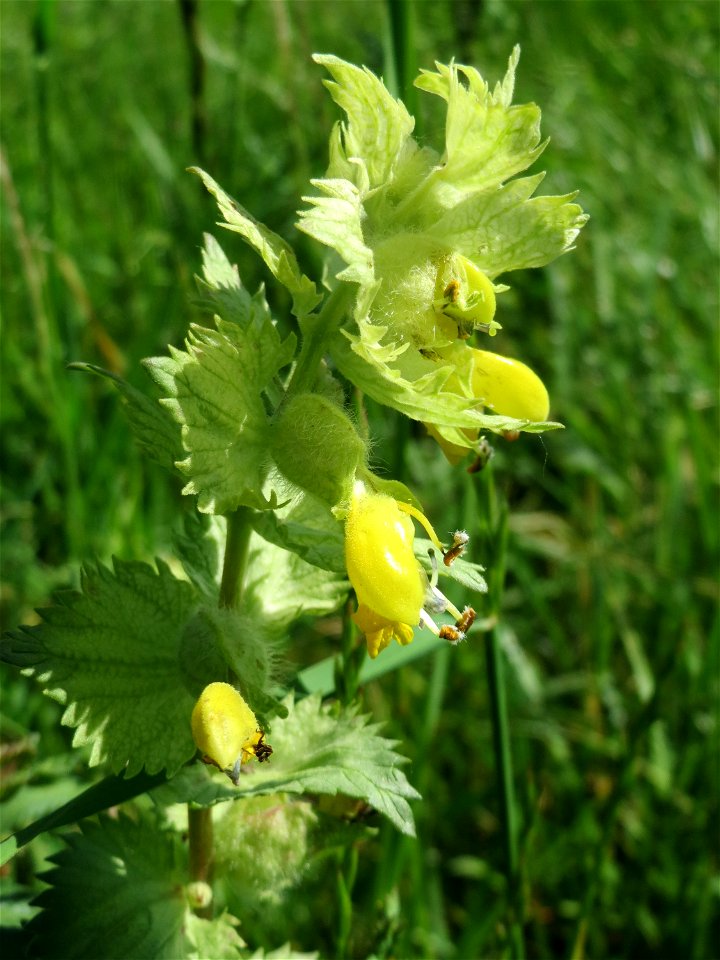 Zottiger Klappertopf (Rhinanthus alectorolophus) in den Horststückern im Landschaftsschutzgebiet „Hockenheimer Rheinbogen“