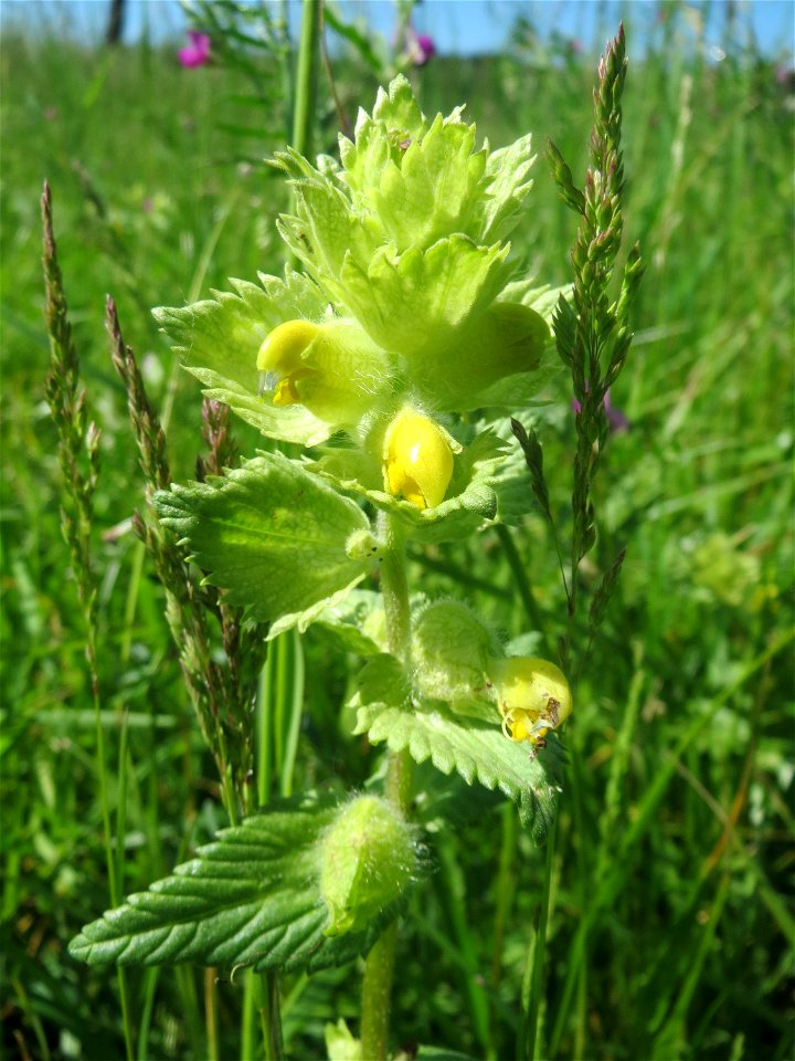 Zottiger Klappertopf (Rhinanthus alectorolophus) in den Horststückern im Landschaftsschutzgebiet „Hockenheimer Rheinbogen“
