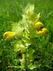 Zottiger Klappertopf (Rhinanthus alectorolophus) in den Horststückern im Landschaftsschutzgebiet „Hockenheimer Rheinbogen“