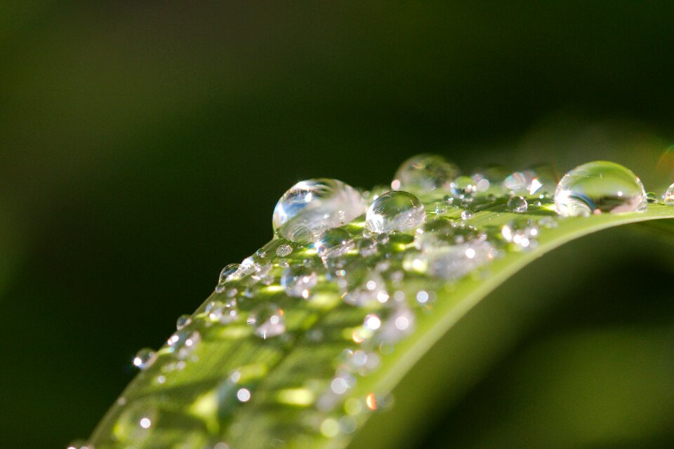 Droplets water leaf