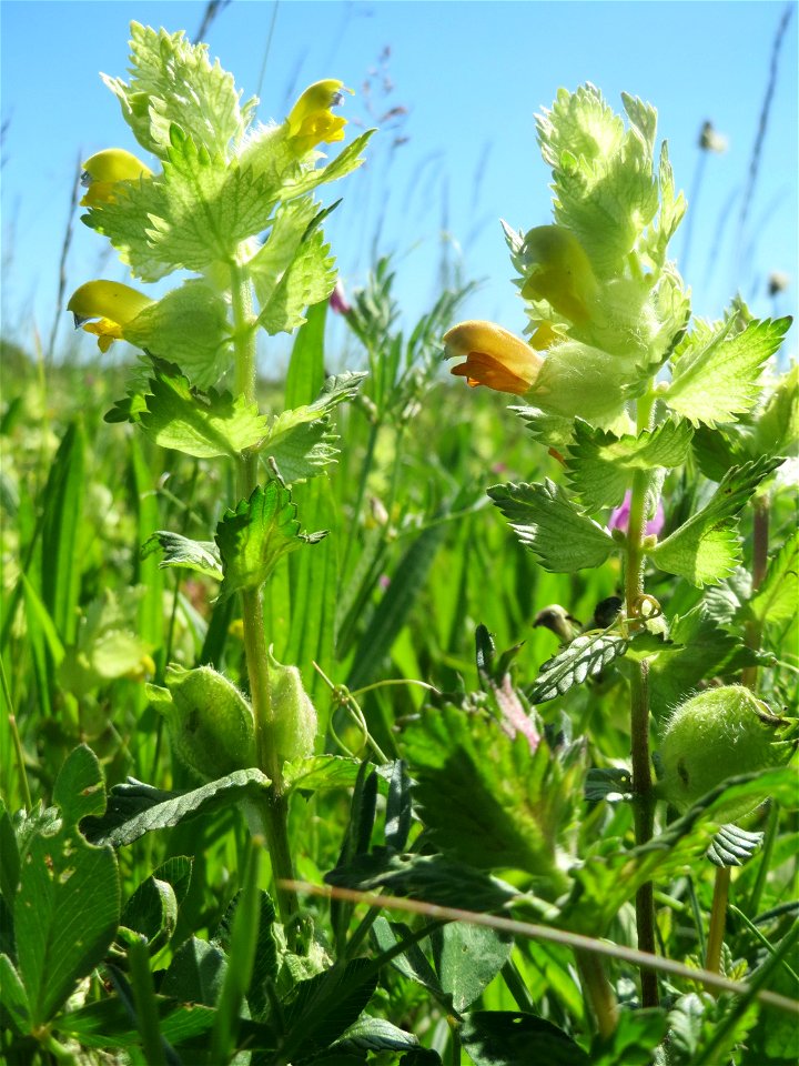 Zottiger Klappertopf (Rhinanthus alectorolophus) in den Horststückern im Landschaftsschutzgebiet „Hockenheimer Rheinbogen“