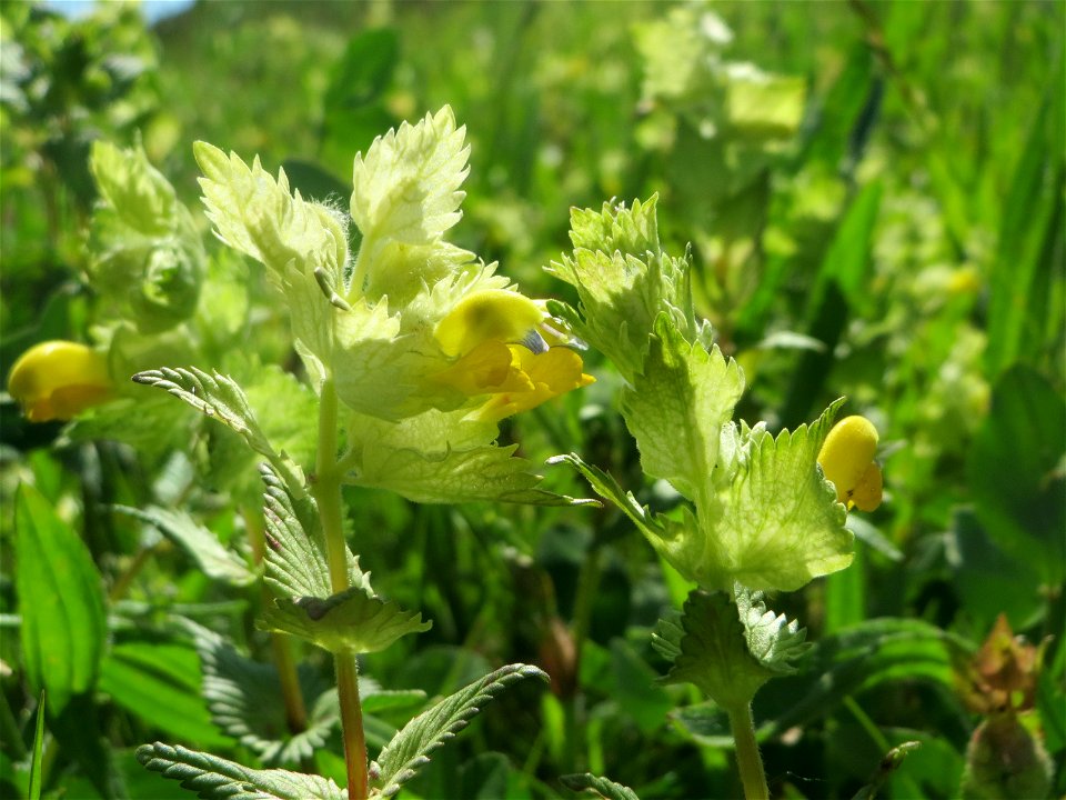 Zottiger Klappertopf (Rhinanthus alectorolophus) in den Horststückern im Landschaftsschutzgebiet „Hockenheimer Rheinbogen“