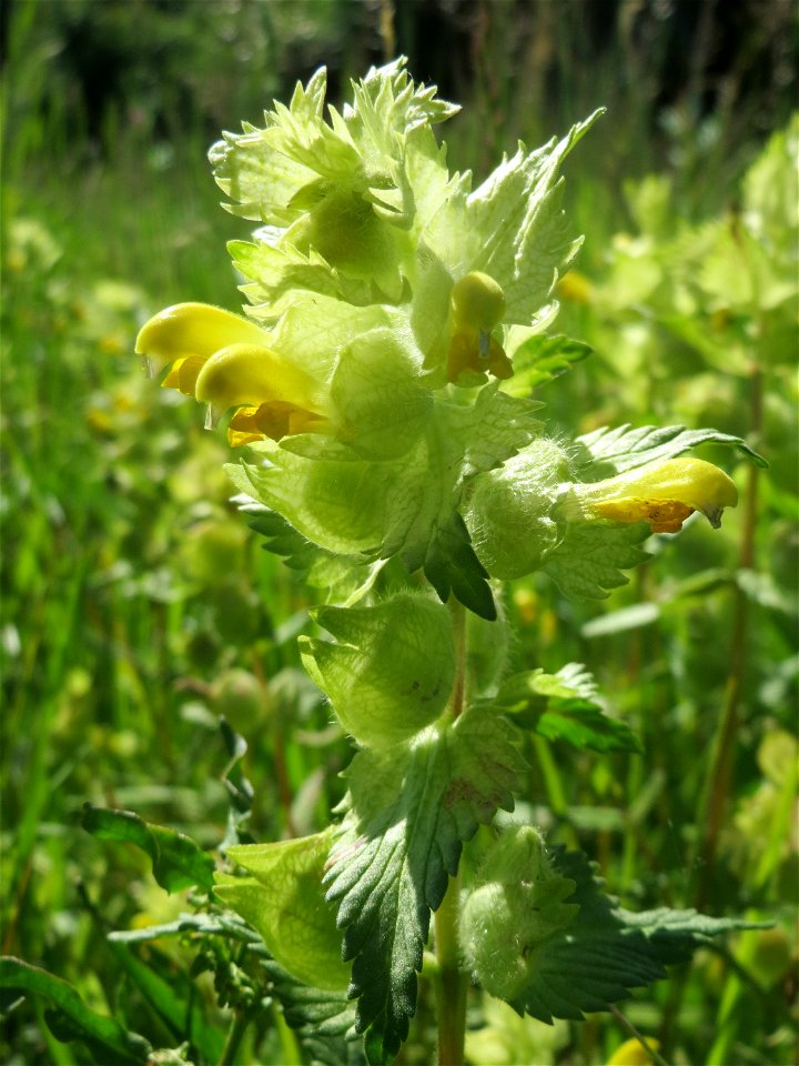 Zottiger Klappertopf (Rhinanthus alectorolophus) auf einer Wiese in den Horststückern im Landschaftsschutzgebiet „Hockenheimer Rheinbogen“ in Gemeinschaft mit Wiesen-Salbei und diversen Klee- und Wick