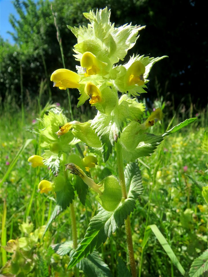 Zottiger Klappertopf (Rhinanthus alectorolophus) auf einer Wiese in den Horststückern im Landschaftsschutzgebiet „Hockenheimer Rheinbogen“ in Gemeinschaft mit Wiesen-Salbei und diversen Klee- und Wick