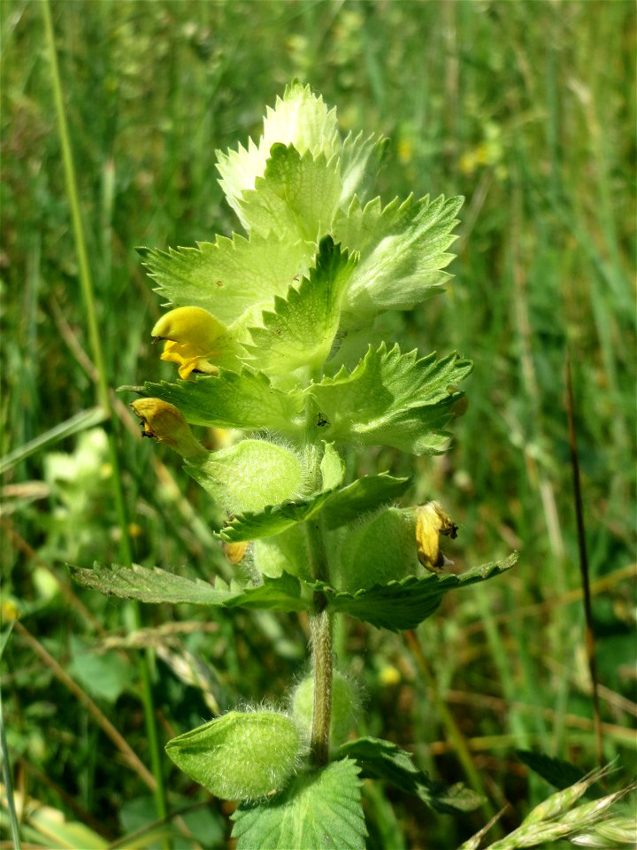 Zottiger Klappertopf (Rhinanthus alectorolophus) beim Insultheimer Hof im Landschaftsschutzgebiet „Hockenheimer Rheinbogen“