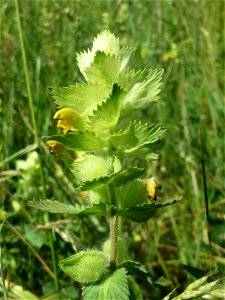 Zottiger Klappertopf (Rhinanthus alectorolophus) beim Insultheimer Hof im Landschaftsschutzgebiet „Hockenheimer Rheinbogen“