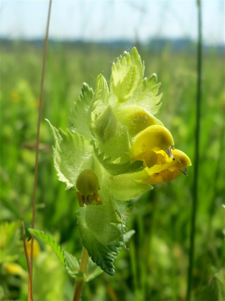 Zottiger Klappertopf (Rhinanthus alectorolophus) beim Insultheimer Hof im Landschaftsschutzgebiet „Hockenheimer Rheinbogen“