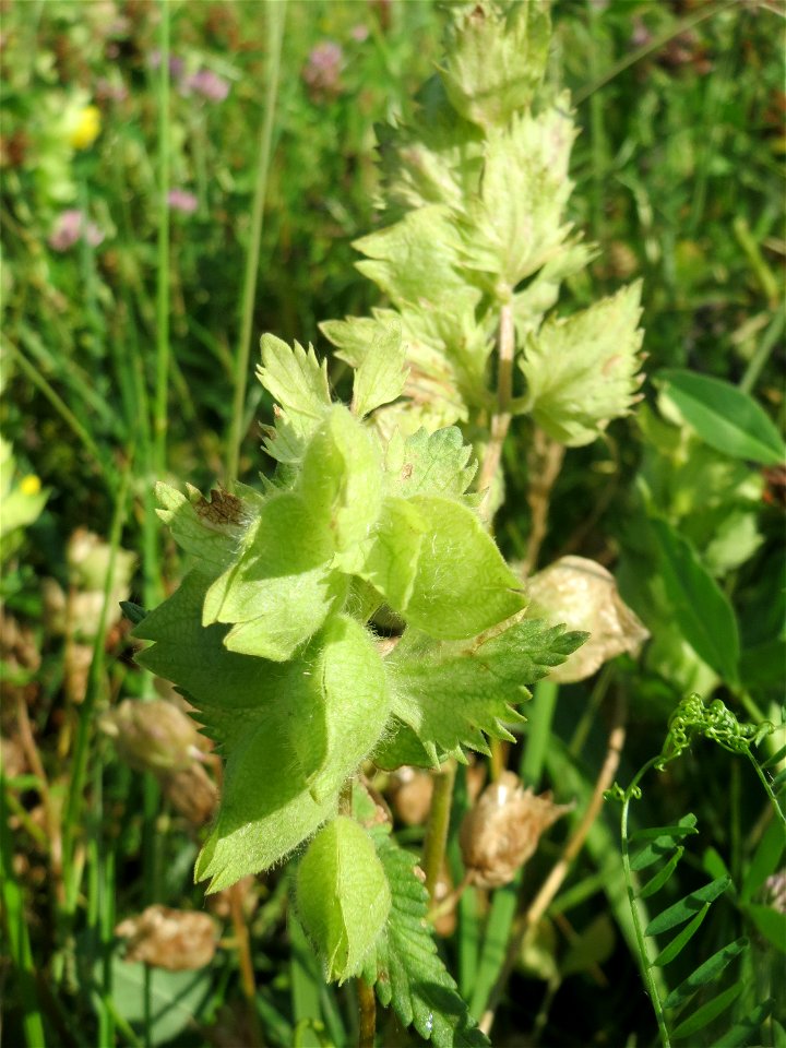 Zottiger Klappertopf (Rhinanthus alectorolophus) auf einer Wiese in den Horststückern im Landschaftsschutzgebiet „Hockenheimer Rheinbogen“