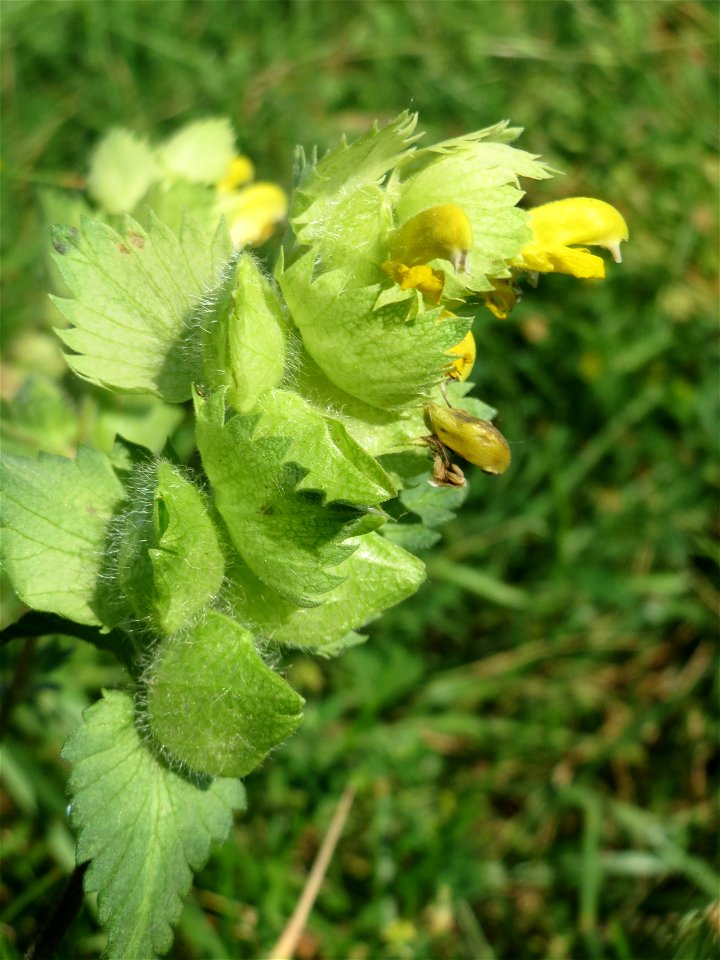 Zottiger Klappertopf (Rhinanthus alectorolophus) auf einer Wiese in den Horststückern im Landschaftsschutzgebiet „Hockenheimer Rheinbogen“