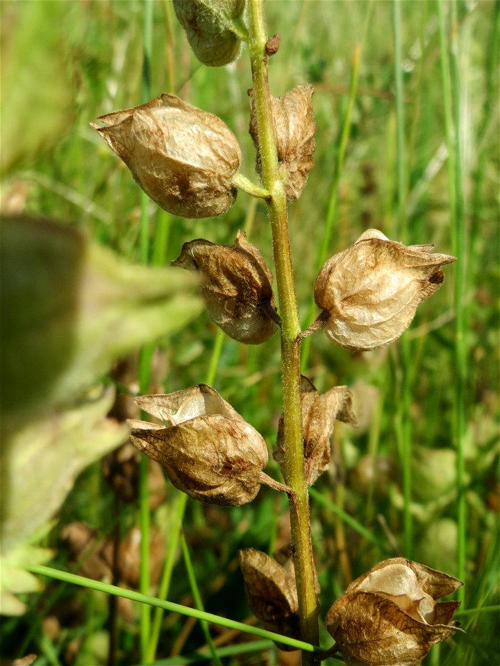 Fruchtstand vom Zottigen Klappertopf (Rhinanthus alectorolophus) auf einer Wiese in den Horststückern im Landschaftsschutzgebiet „Hockenheimer Rheinbogen“