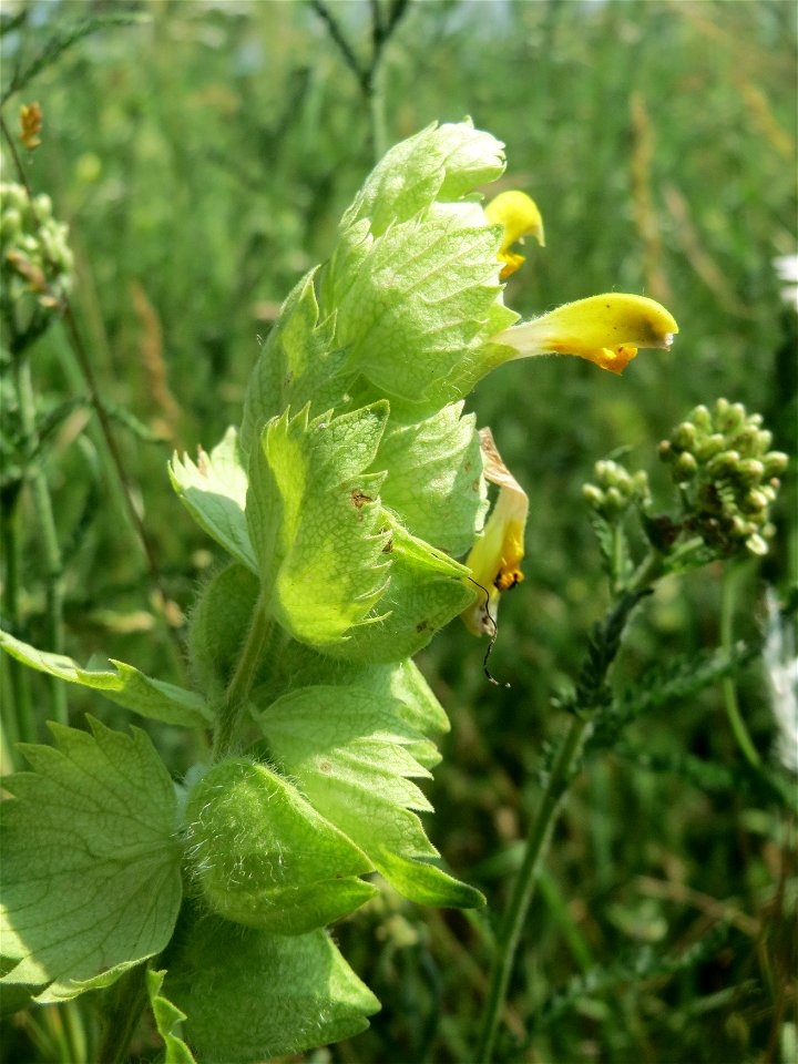 Zottiger Klappertopf (Rhinanthus alectorolophus) beim Insultheimer Hof im Landschaftsschutzgebiet „Hockenheimer Rheinbogen“