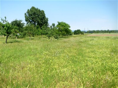 Klappertopf-Wiese (Rhinanthus alectorolophus) beim Insultheimer Hof im Landschaftsschutzgebiet „Hockenheimer Rheinbogen“