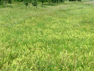 Klappertopf-Wiese (Rhinanthus alectorolophus) beim Insultheimer Hof im Landschaftsschutzgebiet „Hockenheimer Rheinbogen“