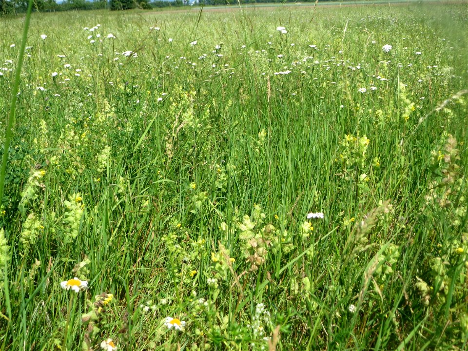 Klappertopf-Wiese (Rhinanthus alectorolophus) beim Insultheimer Hof im Landschaftsschutzgebiet „Hockenheimer Rheinbogen“