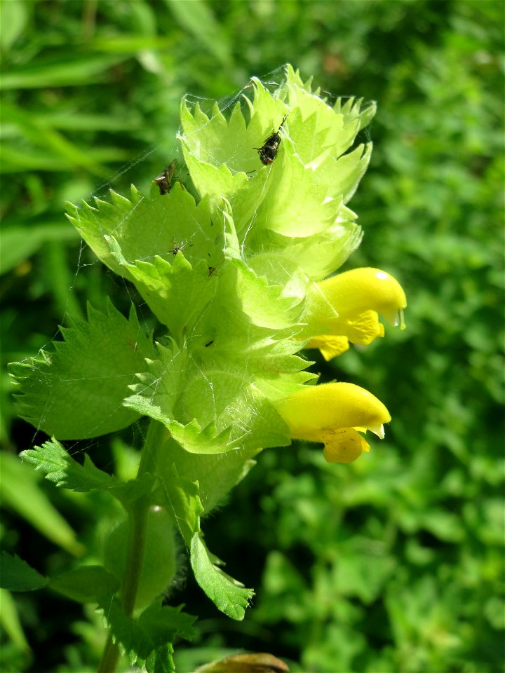 Zottiger Klappertopf (Rhinanthus alectorolophus) im Naturschutzgebiet „St. Arnualer Wiesen“