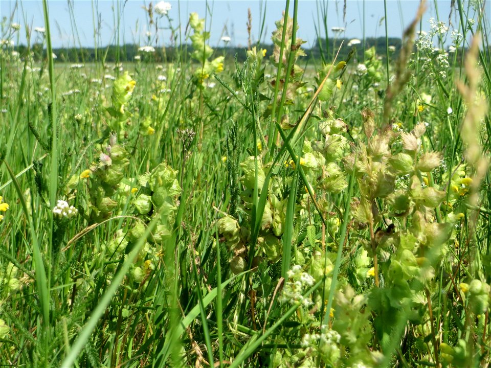 Klappertopf-Wiese (Rhinanthus alectorolophus) beim Insultheimer Hof im Landschaftsschutzgebiet „Hockenheimer Rheinbogen“