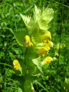 Zottiger Klappertopf (Rhinanthus alectorolophus) im Naturschutzgebiet „St. Arnualer Wiesen“