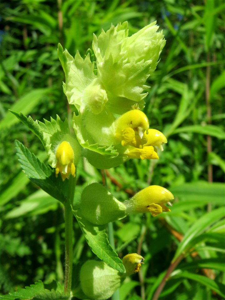 Zottiger Klappertopf (Rhinanthus alectorolophus) im Naturschutzgebiet „St. Arnualer Wiesen“