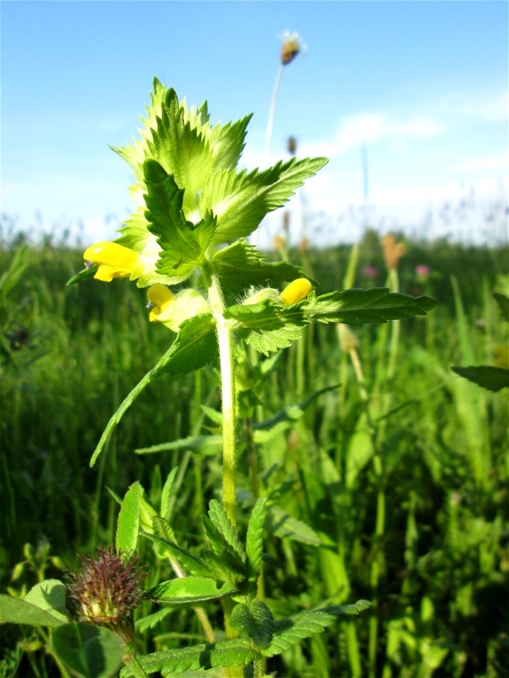 Zottiger Klappertopf (Rhinanthus alectorolophus) im Landschaftsschutsgebiet „Saalbachniederung“ bei Bruchsal