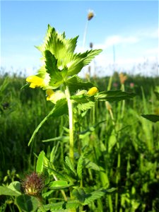 Zottiger Klappertopf (Rhinanthus alectorolophus) im Landschaftsschutsgebiet „Saalbachniederung“ bei Bruchsal