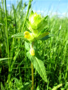 Zottiger Klappertopf (Rhinanthus alectorolophus) im Naturschutzgebiet „Bachwiesen/Leopoldswiesen“ im Hockenheimer Rheinbogen - im Moment nur vereinzelt wird er bald große Klappertopf-Wiesen füllen