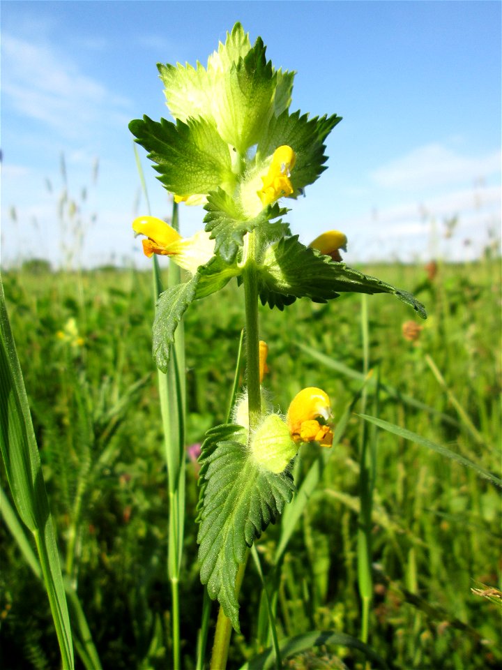 Zottiger Klappertopf (Rhinanthus alectorolophus) im Landschaftsschutsgebiet „Saalbachniederung“ bei Bruchsal