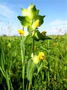 Zottiger Klappertopf (Rhinanthus alectorolophus) im Landschaftsschutsgebiet „Saalbachniederung“ bei Bruchsal