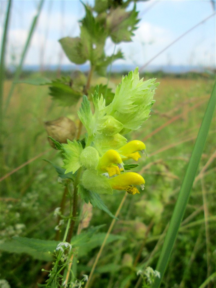 Zottiger Klappertopf (Rhinanthus alectorolophus) auf einer Wiesenfläche in der Schwetzinger Hardt