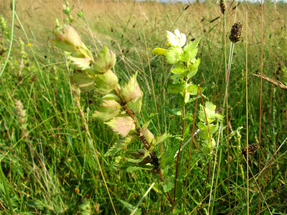 Zottiger Klappertopf (Rhinanthus alectorolophus) auf einer Wiesenfläche in der Schwetzinger Hardt