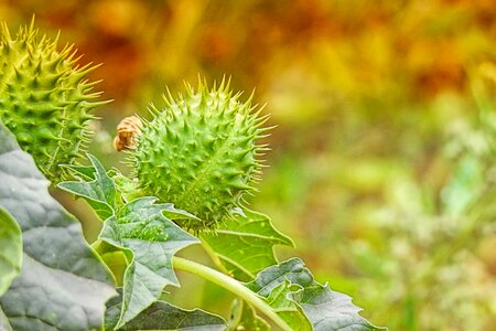 Autumn plant prickly