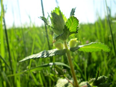 Zottiger Klappertopf (Rhinanthus alectorolophus) auf einer Wiese in den Horststückern im Landschaftsschutzgebiet „Hockenheimer Rheinbogen“