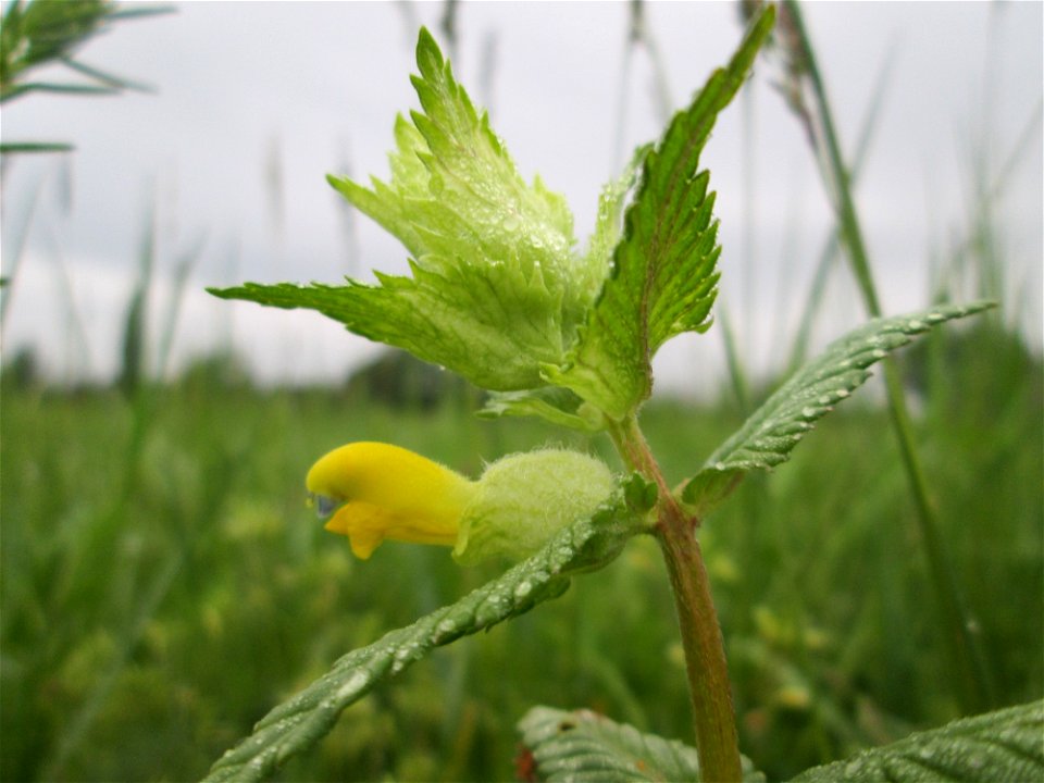 Zottiger Klappertopf (Rhinanthus alectorolophus) im Landschaftsschutsgebiet „Saalbachniederung“