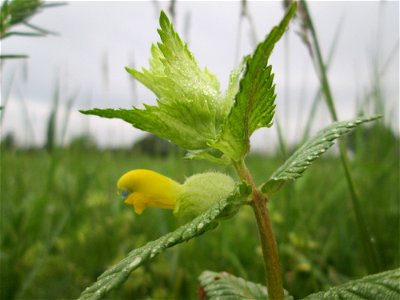 Zottiger Klappertopf (Rhinanthus alectorolophus) im Landschaftsschutsgebiet „Saalbachniederung“