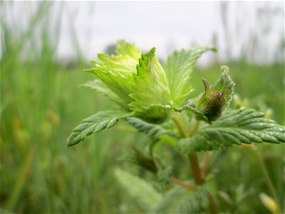 Zottiger Klappertopf (Rhinanthus alectorolophus) im Landschaftsschutsgebiet „Saalbachniederung“