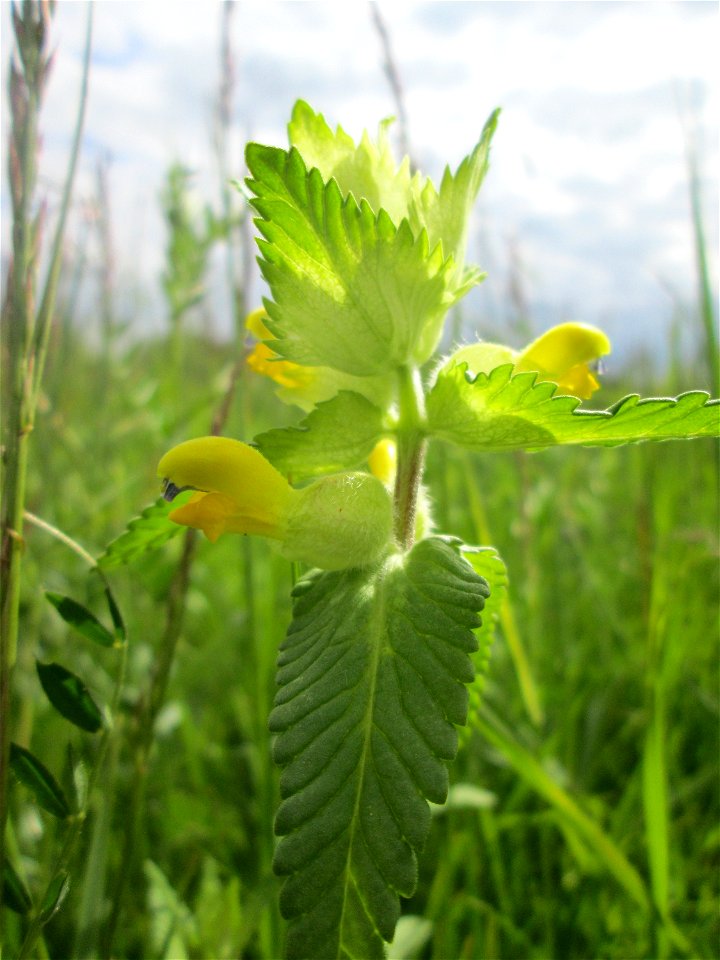 Zottiger Klappertopf (Rhinanthus alectorolophus) auf einer Wiese in den Horststückern im Landschaftsschutzgebiet „Hockenheimer Rheinbogen“